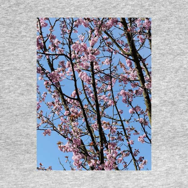 Japanese cherry blossom flowers by fantastic-designs